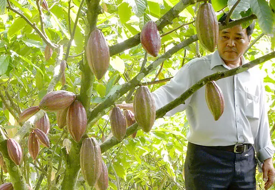 Việt Nam được xếp vào nhóm 23 nước có ca cao hương vị tốt